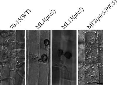 Fig. 6.