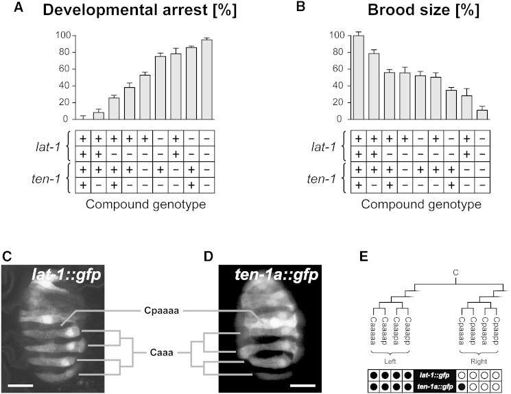 Figure 6