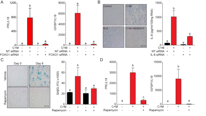 Figure 3—figure supplement 1.