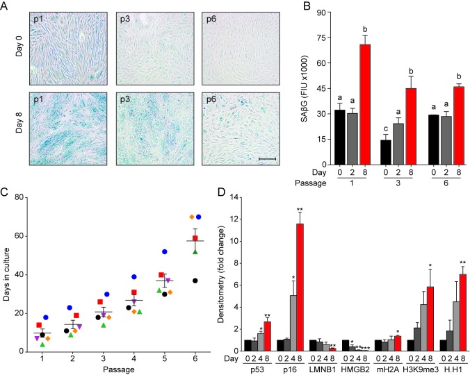 Figure 1—figure supplement 1.