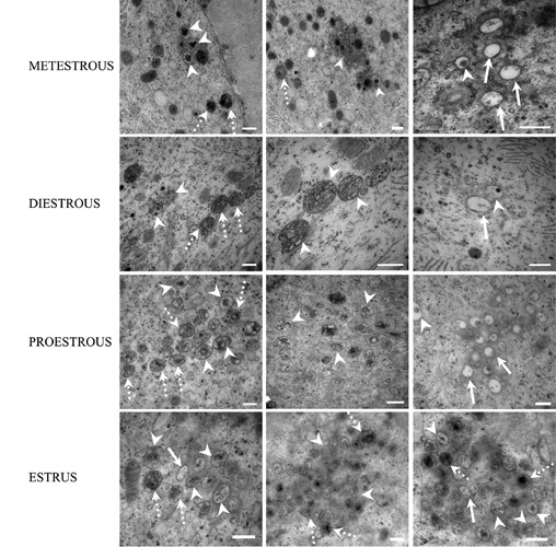 Figure 12