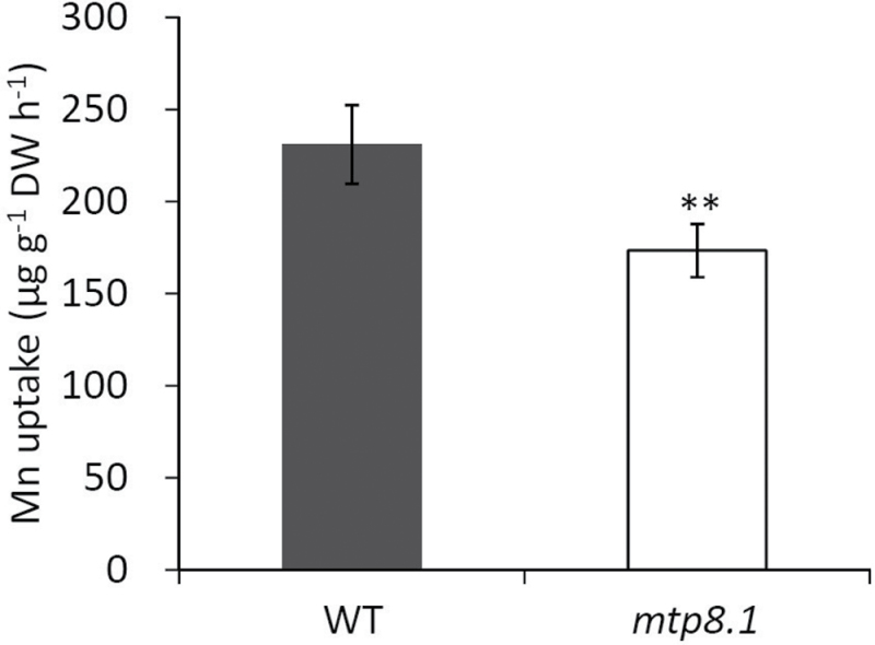 Fig. 7.