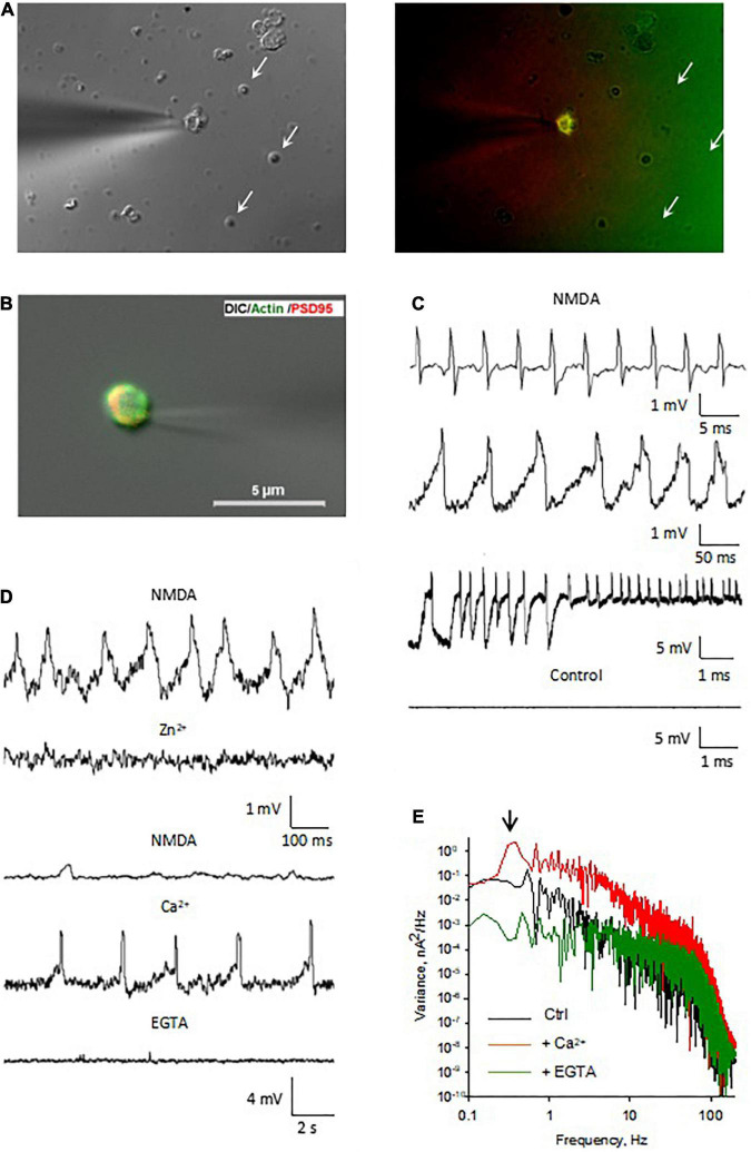 FIGURE 5