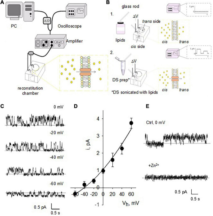 FIGURE 3