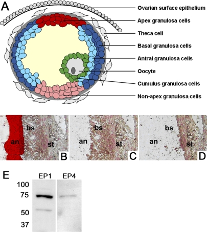 FIG. 1.