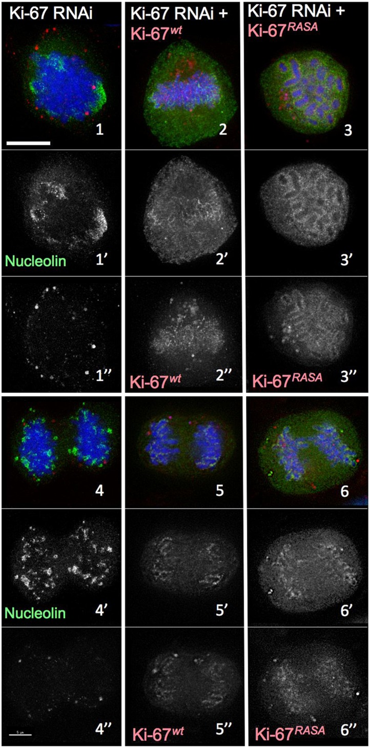 Figure 2—figure supplement 1.