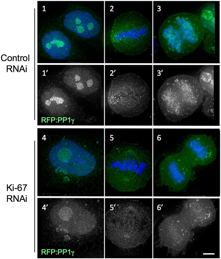 Figure 1—figure supplement 2.