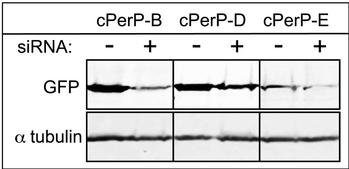 Figure 4—figure supplement 1.