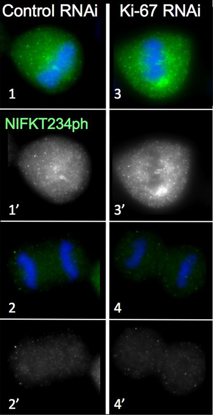 Figure 2—figure supplement 3.