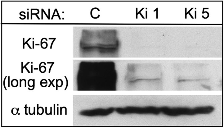 Figure 1—figure supplement 1.