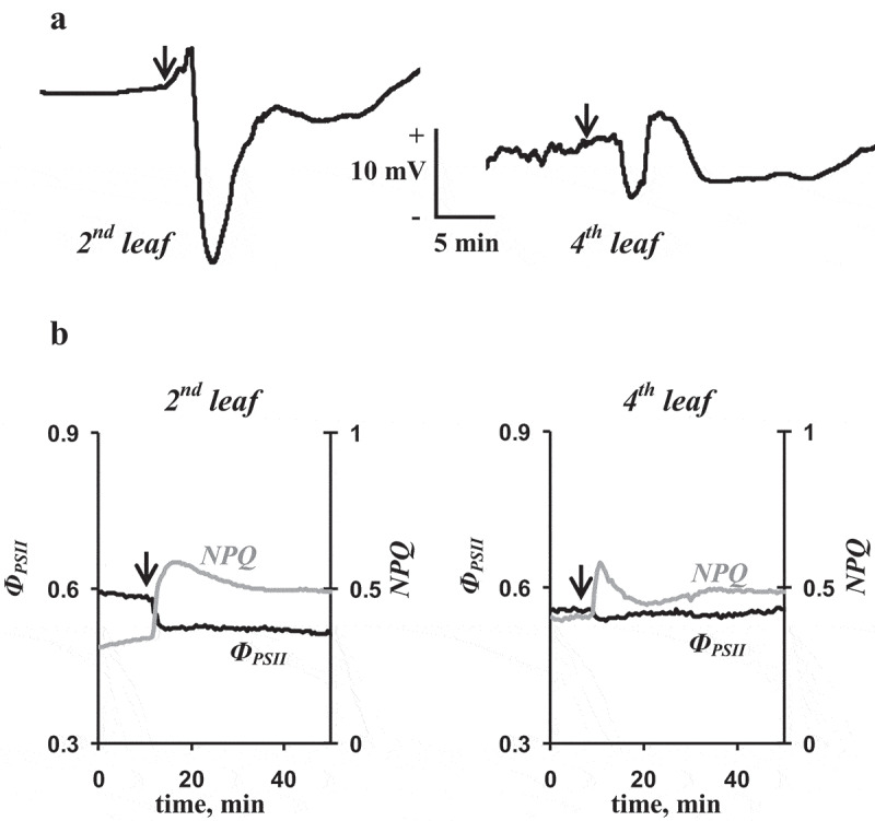 Figure 2.