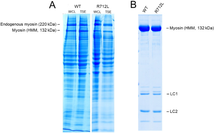 Figure 1—figure supplement 1.