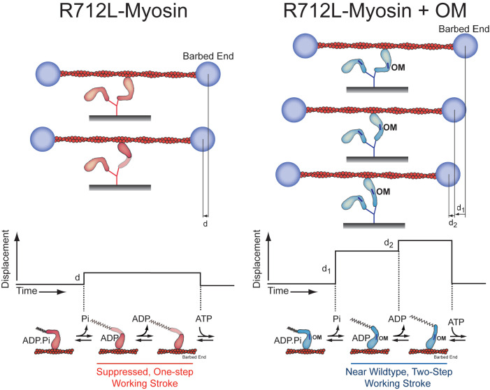 Figure 4—figure supplement 1.