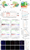 Figure 4. Single-cell RNA-sequencing (RNA-seq) profiling of FH-deficient RCC and newly defined signature. A, Single-cell RNA-seq (scRNA-seq) cell atlas generated from five samples obtained from four FH-deficient RCC cases. B, UMAP plot of all T cells collected from five sample. C, Bar plots showing tissue distribution of the T cells. D, Dot plot of marker gene expression for the seven T clusters. E, Tissue prevalence of four T-cell clusters estimated by Ro/e score. F, GSEA analysis showing enrichment of activated CD4, activated CD8, central memory CD4, and effector memory CD8 signatures in responders in the bulk RNA-seq cohort. G, Responders had higher expression of FH-deficient RCC immune signature than non-responders in the bulk RNA-seq cohort; a P value was determined by the two-sided Wilcoxon rank-sum test. H, Kaplan–Meier analysis of progression-free survival in patients treated with first-line immune checkpoint inhibitor plus tyrosine kinase inhibitor combination therapy (ICI+TKI) separated by high and low FH-deficient RCC immune signature score in the bulk RNA-seq cohort. I, More IL7R+CD8/CD4+ cells in responders of ICI+TKI revealed by multiple immunofluorescences staining. J, The percentage of IL7R+CD8+ T cells, out of CD8+ T cells, in samples from non-responders and responders (top) and the percentage of IL7R+CD4+ T cells, out of CD4+ T cells, in samples from non-responders and responders (down); the P value was determined by the two-sided Wilcoxon rank-sum test. *, P < 0.05.