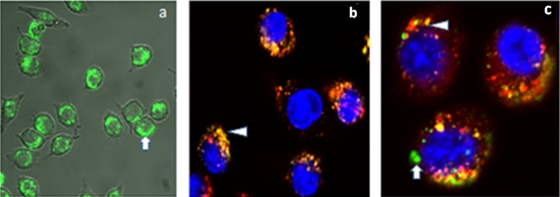 FIG. 2.