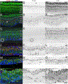 Fig. 9.