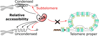 Graphical Abstract
