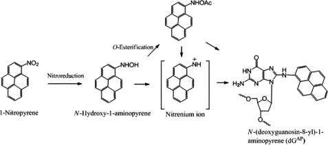 SCHEME 1