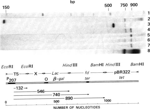 graphic file with name pnas00659-0314-a.jpg