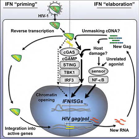 graphic file with name nihms-939456-f0008.jpg