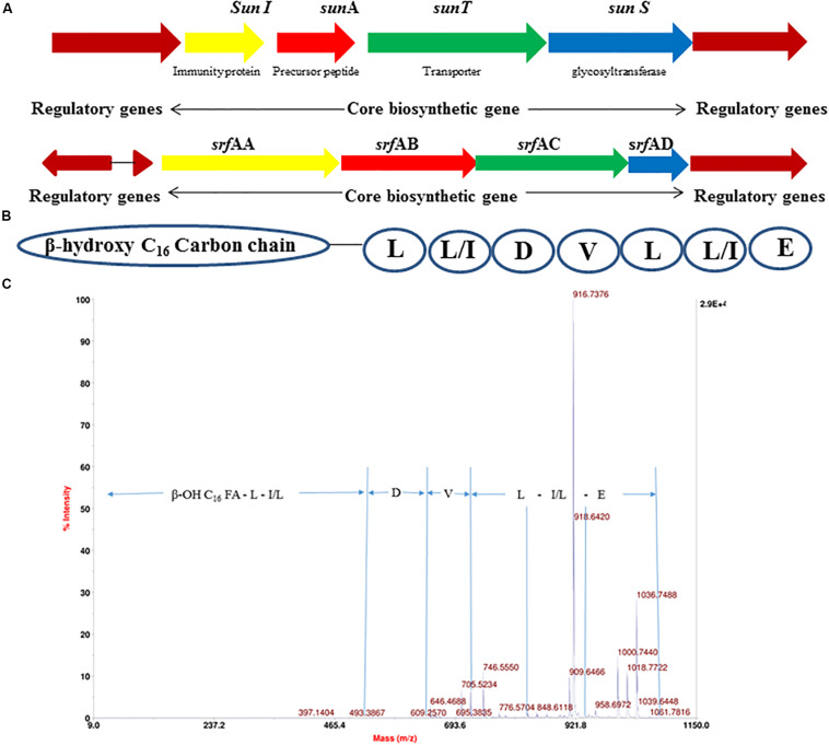 FIGURE 3