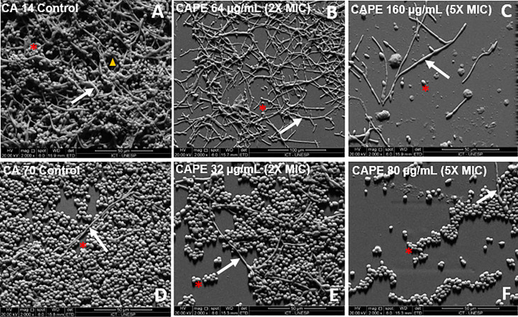 Figure 2