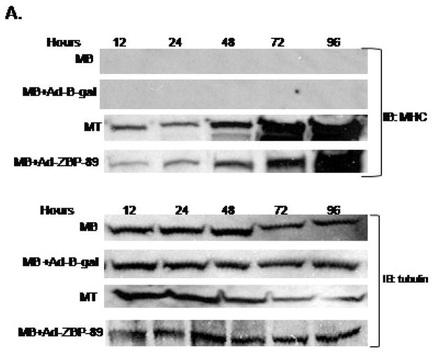 Fig. 5