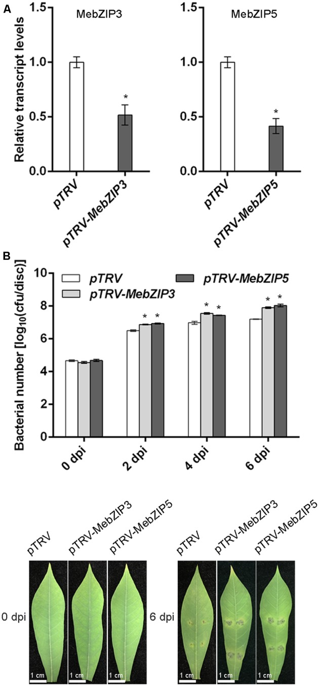 FIGURE 5