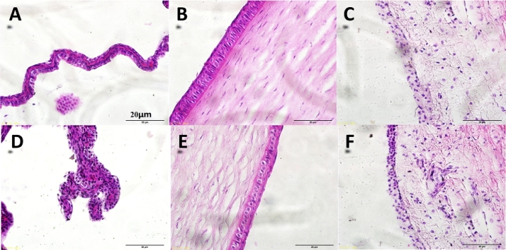 Fig 8