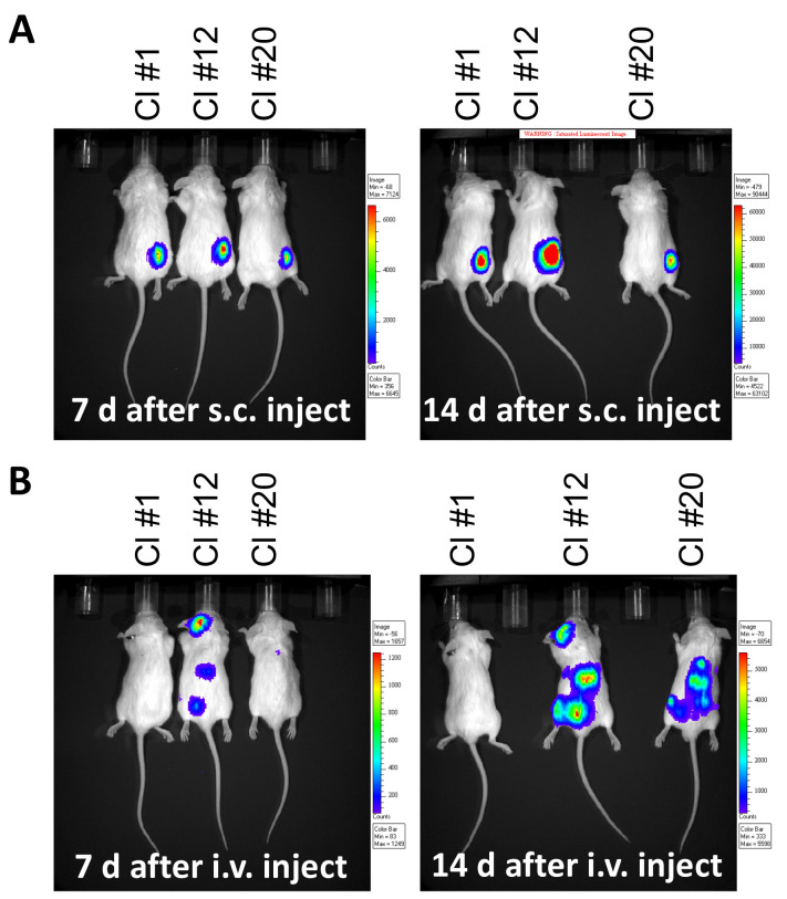 Figure 4.