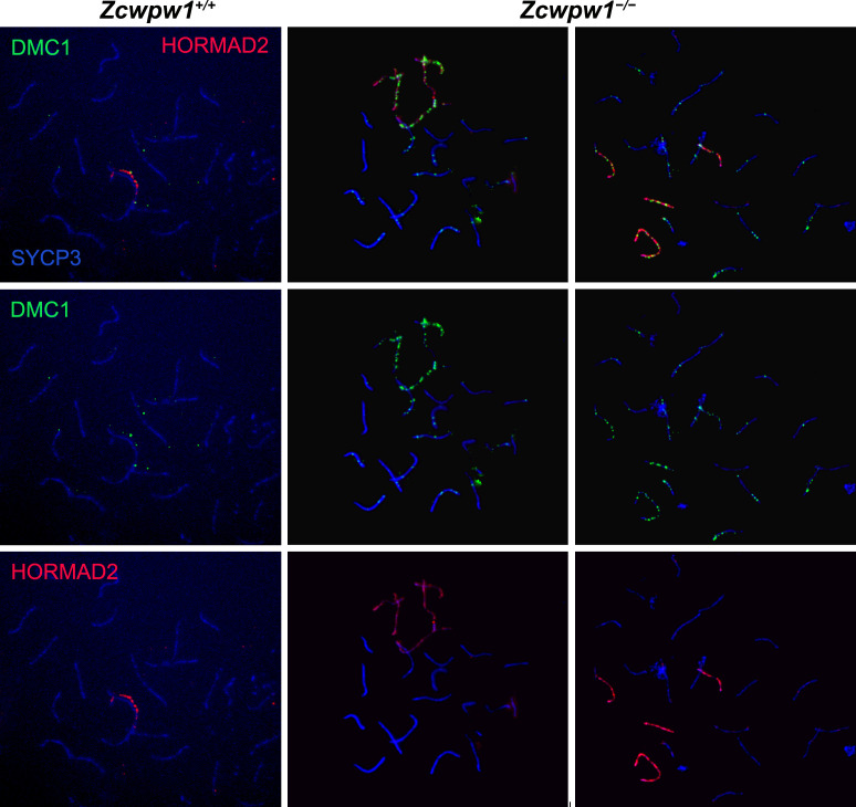 Figure 4—figure supplement 3.