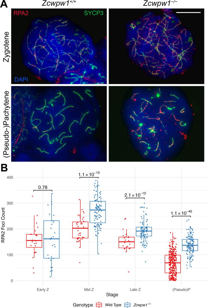 Figure 4—figure supplement 2.