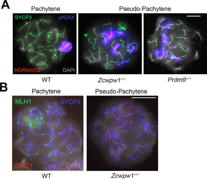 Figure 3—figure supplement 2.