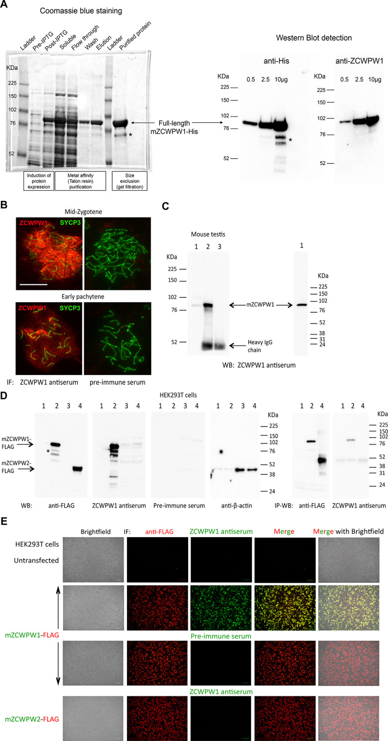 Figure 2—figure supplement 1.