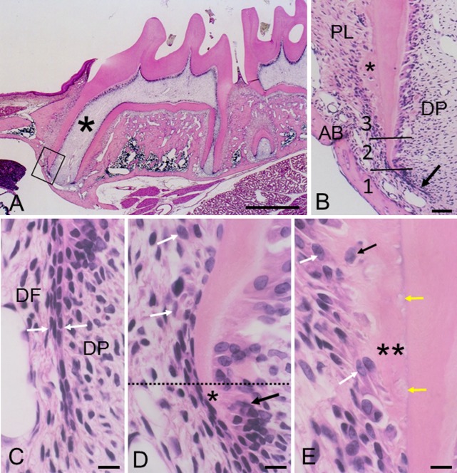 Fig. 1. 