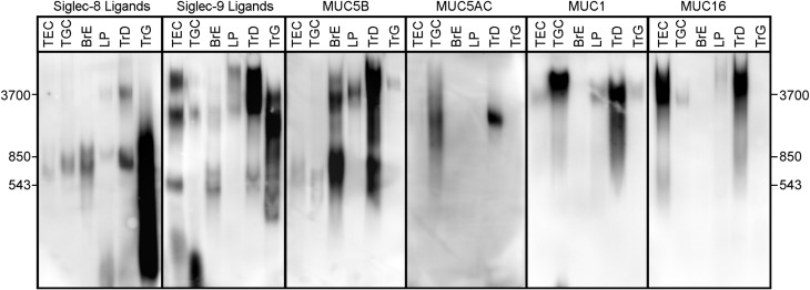 Fig. 10.