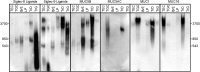 Fig. 10.