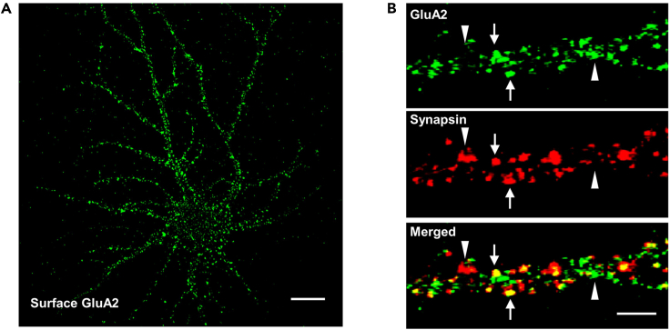 Figure 2