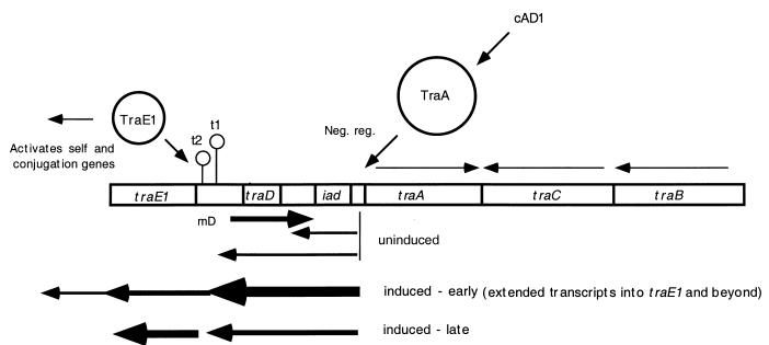 FIG. 1