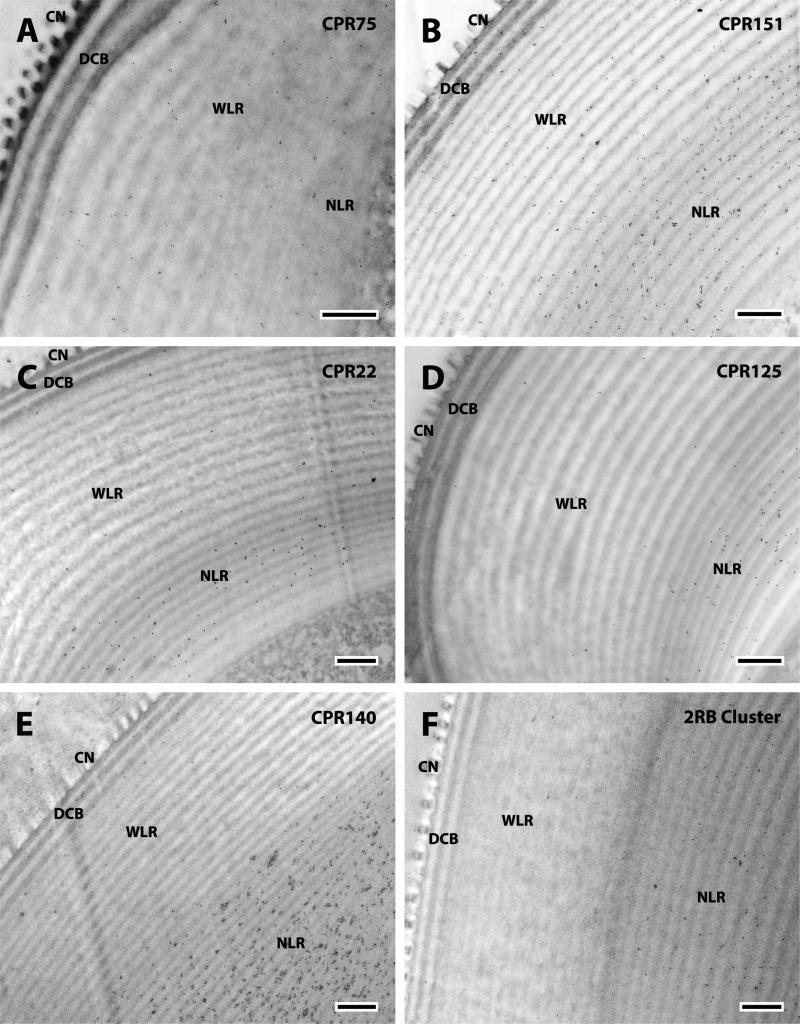 Fig. 13