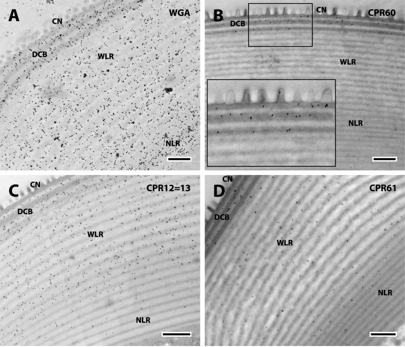 Fig. 11