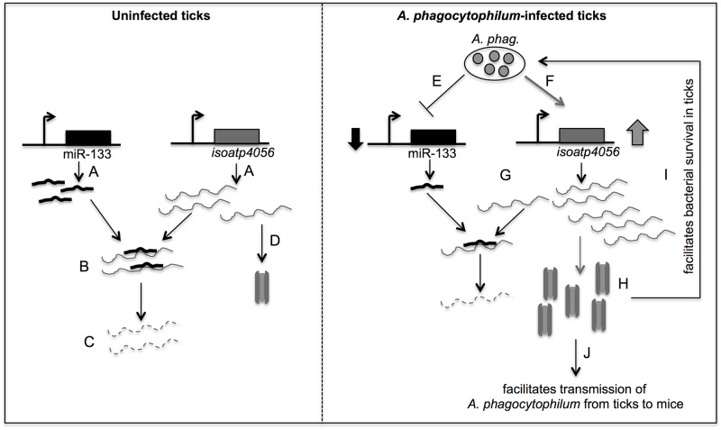 Fig 9