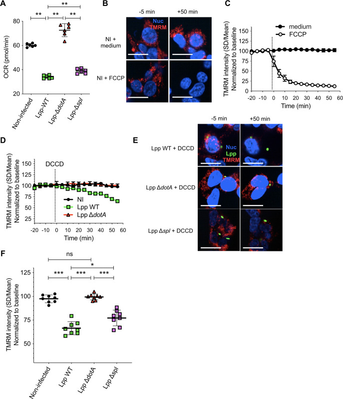 Figure 2—figure supplement 1.