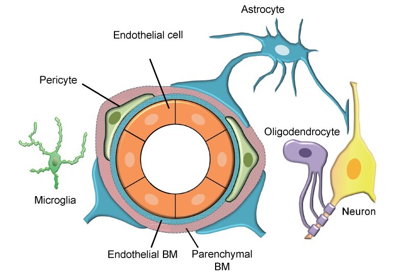 Fig. 1. Schematic diagram showing the NVU