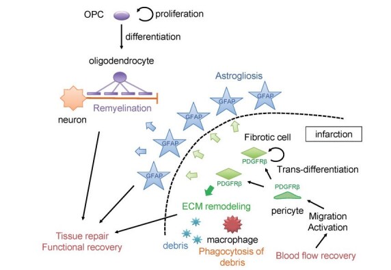 
Fig. 2. Interaction of NVU components in tissue repair and functional recovery after ischemic stroke (modified from Shibahara et al.

31)
)
