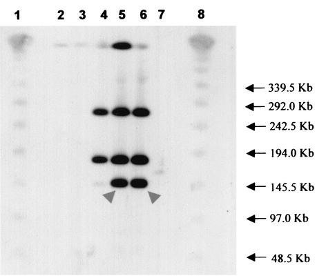 FIG. 6.