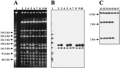 FIG. 2.