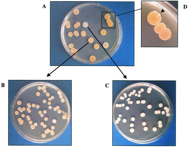 FIG. 1.