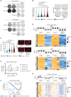 Figure 6. INX-315 delays the onset of acquired CDK4/6i resistance. A, Representative images from a clonogenic assay in which MCF7 and T47D cells were treated with control vehicle, abemaciclib (500 nmol/L), INX-315 (300 nmol/L for MCF7, 100 nmol/L for T47D), or the combination. Six technical replicates per condition. B, Representative images (right) and quantification (left) after treating MCF7 cells as in A for 7 days followed by staining for beta-galactosidase (β-gal) activity (scale bar = 100 µm). Note that representative images for control and abemaciclib group are identical to those used in Fig. 5A. C, Representative images (right) and quantification of relative nuclear size (left) for cells treated as in B (scale bar = 100 µm). Note that representative images of control and abemaciclib group are identical to those used in Fig. 5B. D, Heat map showing z scores for individual E2F target genes (RNA-sequencing) in MCF7 and T47D cells treated with drugs shown for 7 days at concentrations as in A. Bar plot above shows mean z-score for all genes in each sample. Three technical replicates per condition. E, Tumor growth curves for MMTV-rtTA/tetO-HER2 tumors treated with control vehicle (n = 41 tumors in 5 mice), abemaciclib (n = 40 tumors in 5 mice), INX-315 (n = 39 tumors in 5 mice), or the combination (n = 29 tumors in 5 mice). Experiment was repeated twice. F, GSEA plots derived from RNA-sequencing performed on tumor tissue from experiment (E). Normalized enrichment score (NES) and q value (false discovery rate) were calculated as described in Methods. For B and C, P values calculated using unpaired t test; for E, error bars represent SEM; P values calculated using two-way ANOVA). G, Heat map showing z scores for individual E2F target genes (RNA-sequencing) in MMTV-rtTA/tetO-HER2 tumors from E. Bar plot above shows mean z-score for all genes in each sample. Five samples for vehicle, abemaciclib, and combination; four samples for INX-315.