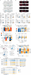Figure 5. INX-315 treatment of CDK4/6i–resistant breast cancer reinstates a senescence phenotype. A, Representative images (top) and quantification (bottom) of staining MCF7 and T47D cells for beta-galactosidase activity after treatment with agents shown (500 nmol/L abemaciclib, INX-315: 300 nmol/L for MCF7 and 100 nmol/L for T47D) for 7 days (scale bar = 100 µm). Resistant cells were cultured continuously in drugs to which they were resistant (500 nmol/L abemaciclib ± 100 nmol/L fulvestrant). Experiments performed with three technical replicates. Quantification is for integrated beta-galactosidase signal per cell. Dashed line indicates cutoff used to define beta-galactosidase positivity. B, Representative images (top) and quantification of nuclear size (bottom) upon staining MCF7 and T47D cells with DAPI and phalloidin after treatment as in A (scale bar = 100 µm). Experiments performed with three technical replicates. C, Heat map shows z-scores for ssGSEA scores for four senescence-associated gene signatures, calculated from RNA-sequencing of MCF7 and T47D cells treated as in A. Bar plot above shows mean z-score for each sample across all signatures. Three technical replicates for all conditions except abemaciclib-resistant MCF7 in abemaciclib, which had two technical replicates. D, Heat map as in C, but for RNA-sequencing from abemaciclib-resistant MMTV-rtTA/tetO-HER2 tumors treated as in Fig. 4E. Six samples for vehicle and INX-315, five samples for abemaciclib and combination. E, Violin plots showing log2-transformed normalized ATAC-seq counts for genomic regions that significantly increased chromatin accessibility after abemaciclib treatment of parental cells. Cells treated as in A, two technical replicates. F, Scatter plots showing significant enrichment of AP-1 motifs in the ATAC-seq up peaks after treatment with drugs as in A. G, Heat map showing z-scores for individual SASP genes (RNA-sequencing) in MCF7 cells treated as in A. Bar plot above shows mean z-score for all genes in each sample. Three technical replicates for all conditions except abemaciclib-resistant MCF7 in abemaciclib, which had two technical replicates. H, Representative ATAC-seq tracks at regions near SASP genes (IGFBP3 and VEGFA) in cells treated as in A (all P values calculated using unpaired t tests except F, determined using HOMER package).